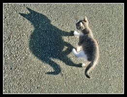 cat_shadow_by_kanes-d3g5isc