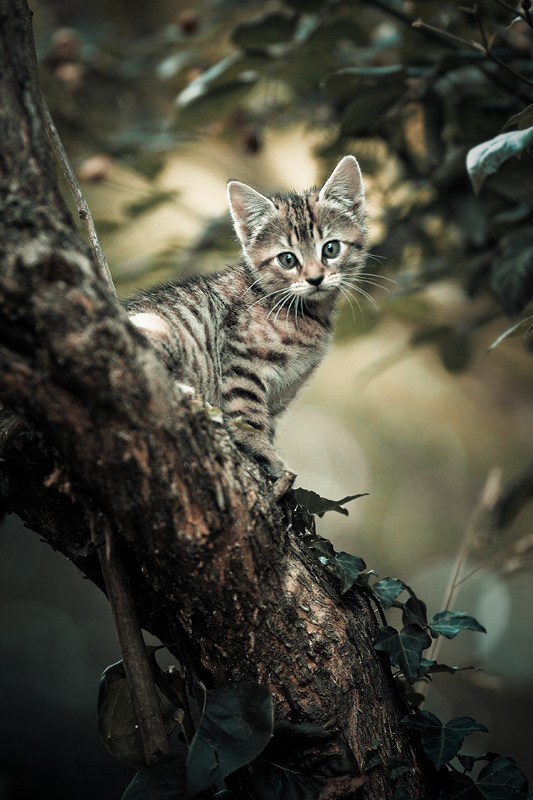 jungle_kitty_by_sblourg