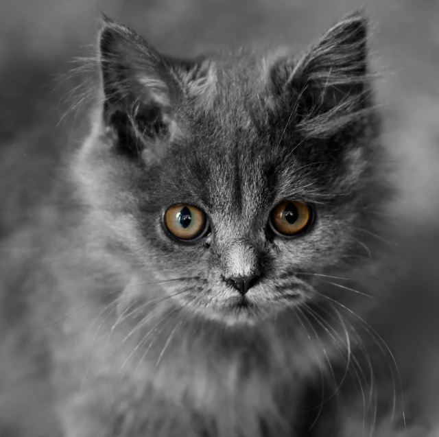kucing persian
